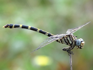 Four-striped Leaftail - Phyllogomphoides stigmatus